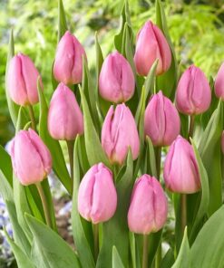 Tulip Pink Prince