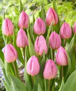 Tulip Light Pink Prince