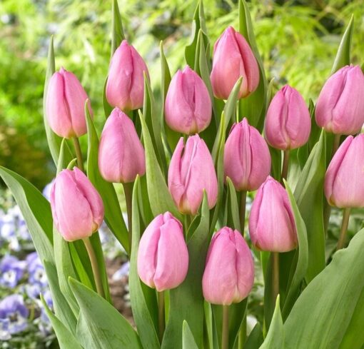 Tulip Light Pink Prince