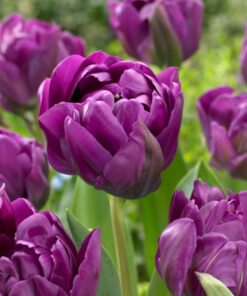 Tulip Negrita
