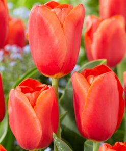 Tulip Orange Juice