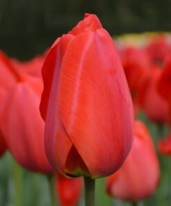 Tulip Parade