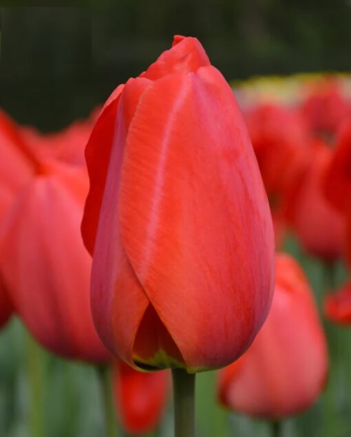 Tulip Parade