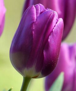 Tulip Purple Prince