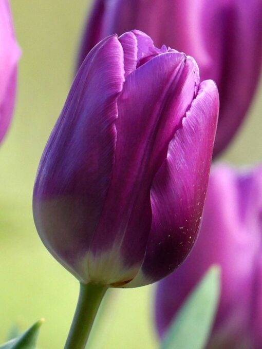 Tulip Purple Prince