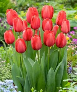 Tulip Red Impression