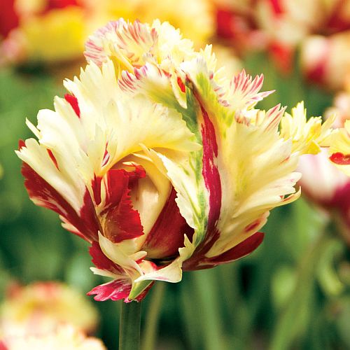 Tulip Texas flame rare color bulb at seedsnpots.com