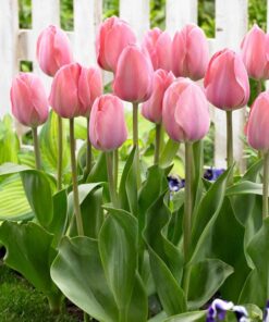 Tulip Van Ejik