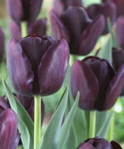 Tulip Queen of the night Black