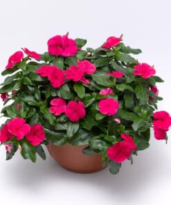 vinca cora cascade punch