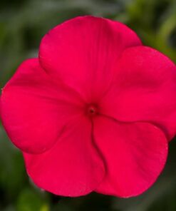 vinca cora cascade punch