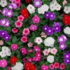 vinca sunjewel mix