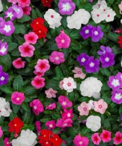 vinca sunjewel mix