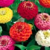 zinnia liliput