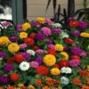 zinnia zesty