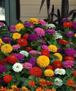 zinnia zesty