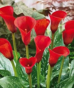 Calla arum lilly Red bulbs pack of 2 Red color 