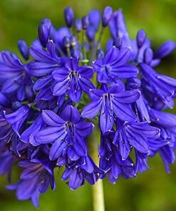 Agapanthus Bulbs