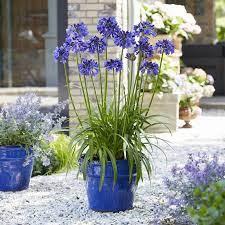 Agapanthus Bulbs