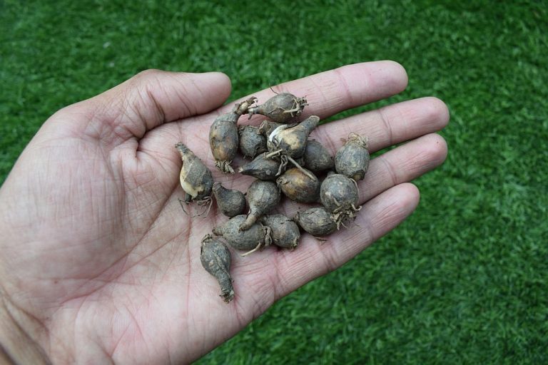 Buy rain lily bulbs online india, delivery to door step, Fast shipping