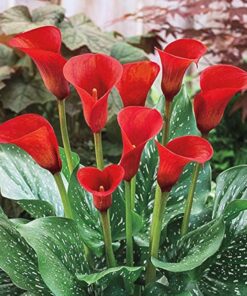 calla red