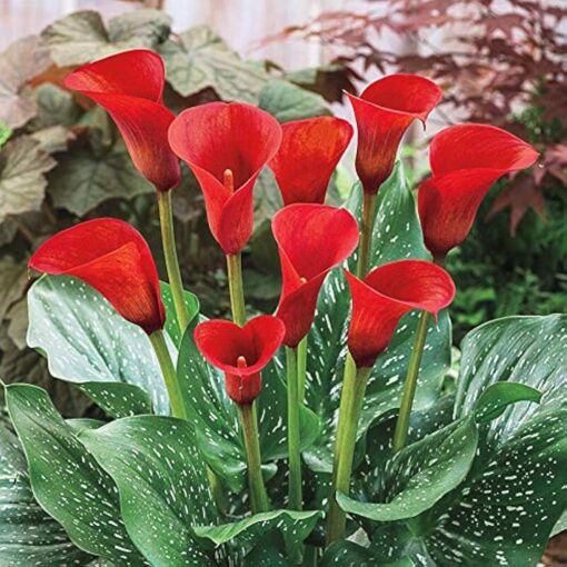 calla red