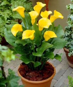 calla yellow