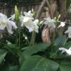 Eucharist Lily Bulbs