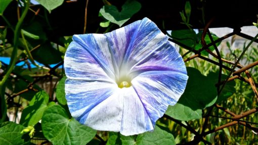 morning glory flying saucer seeds buy online