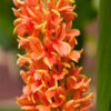 Ginger lily Orange