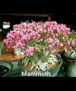 Adenium Mammoth