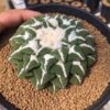 Ariocarpus Kotschoubeyanus v. elephantidens