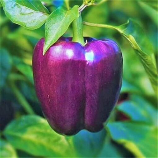 Capsicum Purple Seeds