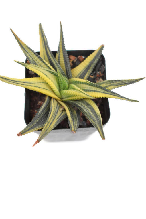 Haworthia limifolia variegata Succulent live plant