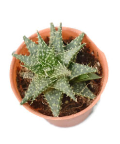 Aloe descoingsii x haworthioides Succulent plant