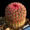 Echinocereus Rigidissimus Rubrispinus