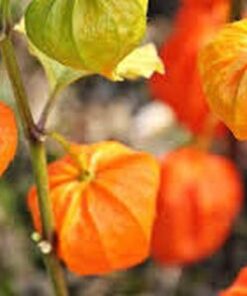 ashwagandha seeds