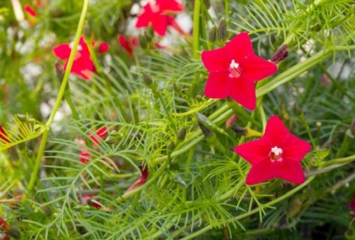 cypress vine