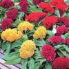 cockscomb dwarf seeds