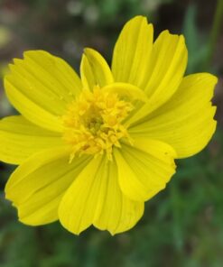 Cosmos Yellow