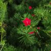 Cypress Vine Seeds Red