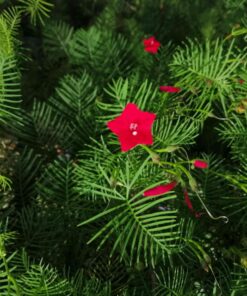 Cypress Vine Seeds Red