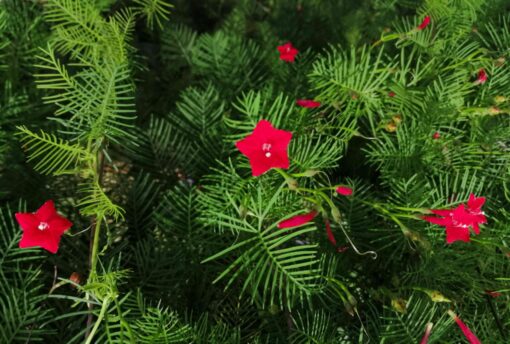 Cypress Vine Seeds Red