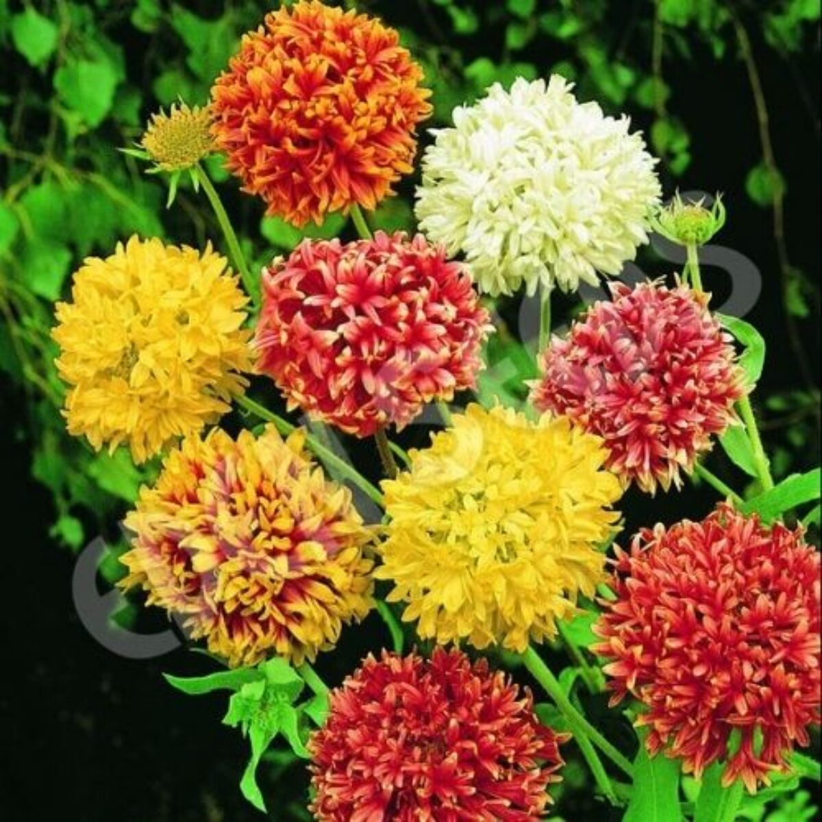 Gaillardia Double flower seeds buy at