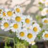 German Chamomile