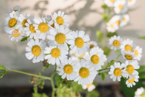 German Chamomile