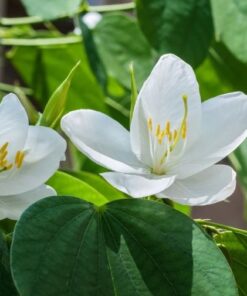 kanchan white