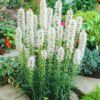 liatris alba bulbs