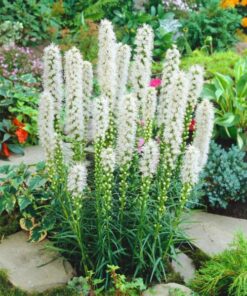 liatris alba bulbs