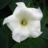 moon flower
